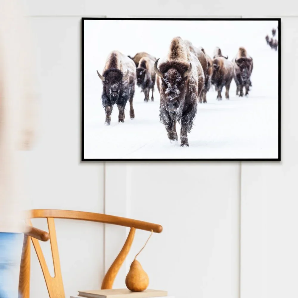 19 x13 " Buffalo snow winter photography art print matte nature wall art - Picture 4 of 5